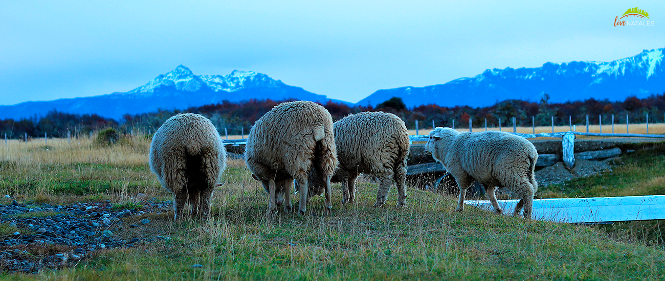 Torres del paine